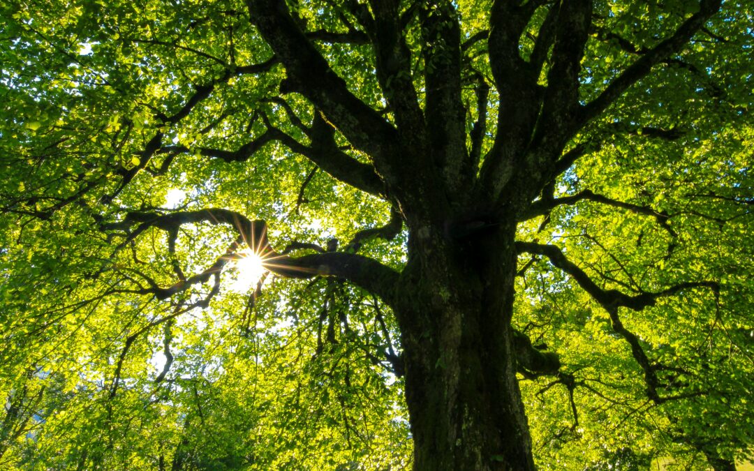 The Role of Tree Roots in Foundation Damage: Prevention and Solutions